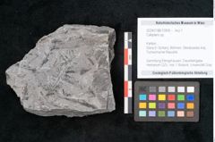 Foto (Objekt + Etikett) von Callipteris sp.  (NHMW-GEO-2024-0188-10909)